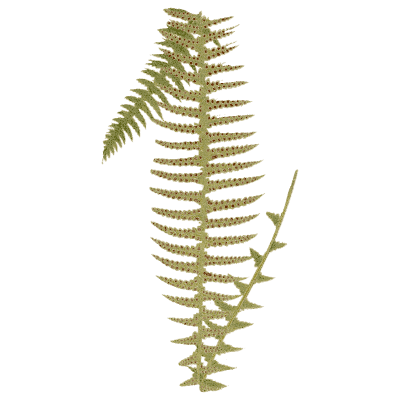Toothed pinnate fern frond 02 - Ferns: British and Exotic - 1856