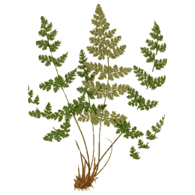 Dwarf lacy fern - Ferns: British and Exotic - 1856