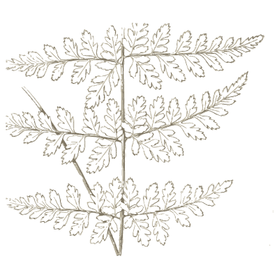 Uncoloured lacy fern frond - Ferns: British and Exotic - 1856