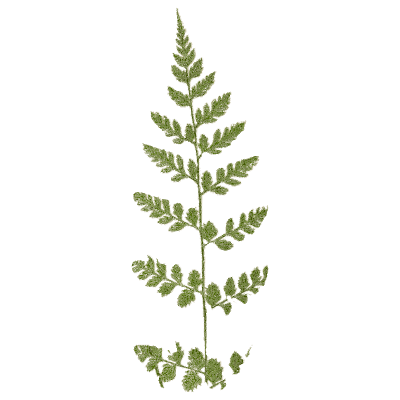 Slender divided fern frond - Ferns: British and Exotic - 1856
