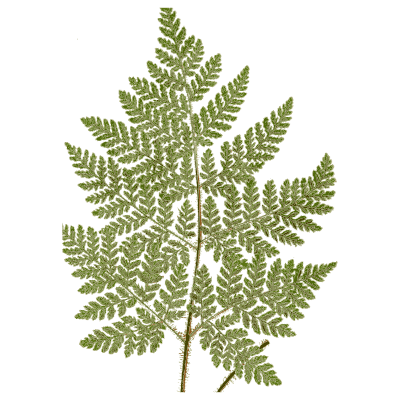 Triangular lacy fern frond - Ferns: British and Exotic - 1856