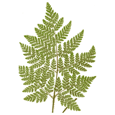 Finely cut green fern frond - Ferns: British and Exotic - 1856
