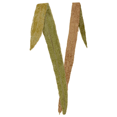 Brown and green strap fronds - Ferns: British and Exotic - 1856