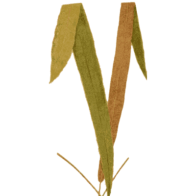 Pair of long undivided fronds - Ferns: British and Exotic - 1856