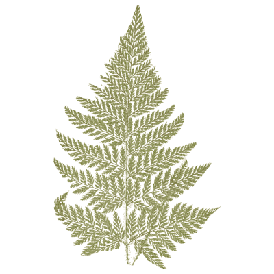 Pale lacy fern frond - Ferns: British and Exotic - 1856
