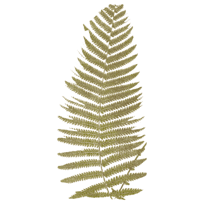 Brown pinnate fern frond - Ferns: British and Exotic - 1856