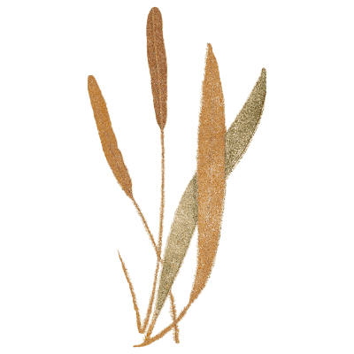 Adder's-tongue style fronds - Ferns: British and Exotic - 1856