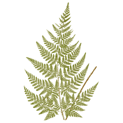 Lacy triangular fern frond 02 - Ferns: British and Exotic - 1856