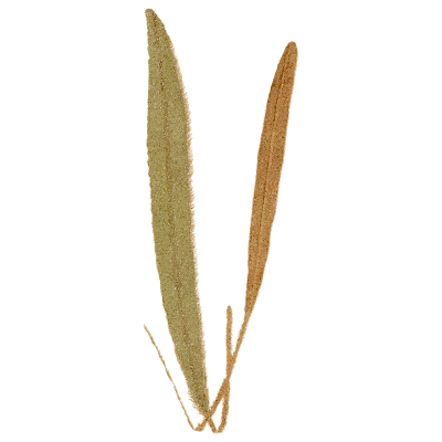 Narrow strap fronds - Ferns: British and Exotic - 1856
