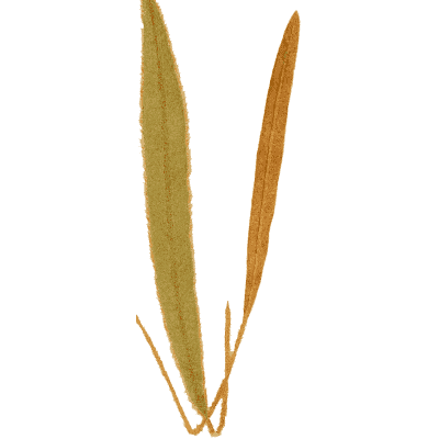 Crossed tapering fronds - Ferns: British and Exotic - 1856