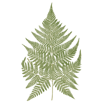 Lacy triangular fern frond 03 - Ferns: British and Exotic - 1856