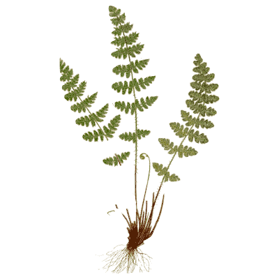 Small fern with roots - Ferns: British and Exotic - 1856