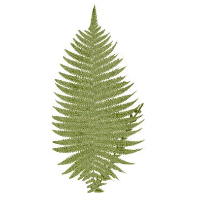 Green pinnate fern frond - Ferns: British and Exotic - 1856