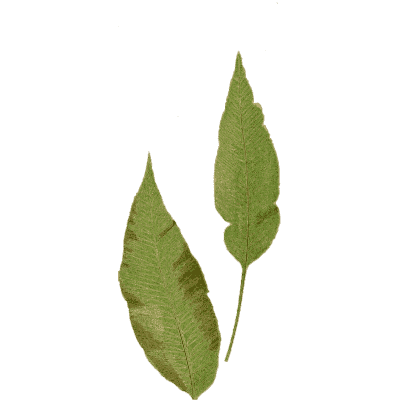 Simple-leaved fern fronds - Ferns: British and Exotic - 1856