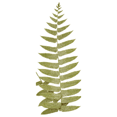 Coarse pinnate fern frond - Ferns: British and Exotic - 1856