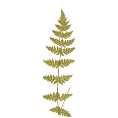 Pale slender fern frond - Ferns: British and Exotic - 1856