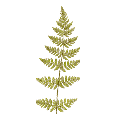 Slender fern frond with spaced pinnae - Ferns: British and Exotic - 1856