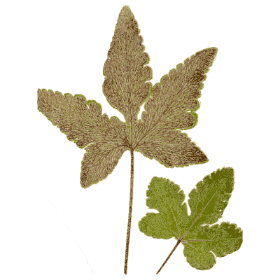 Palmate fern fronds - Ferns: British and Exotic - 1856