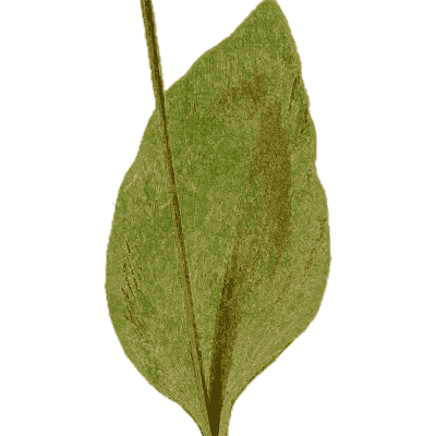 Broad simple fern frond - Ferns: British and Exotic - 1856