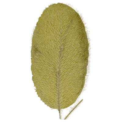 Hairy oval fern frond 02 - Ferns: British and Exotic - 1856
