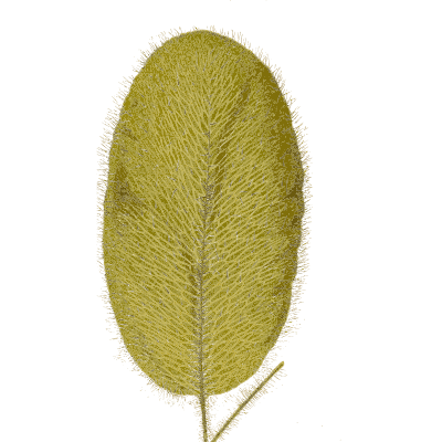 Hairy oval fern frond 01 - Ferns: British and Exotic - 1856