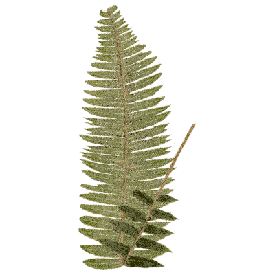 Tapering fern frond with fertile tip - Ferns: British and Exotic - 1856