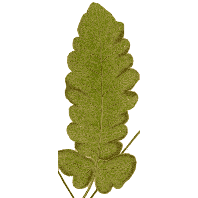 Lobed oak-leaf fern frond - Ferns: British and Exotic - 1856