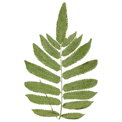Toothed pinnate fern frond 03 - Ferns: British and Exotic - 1856