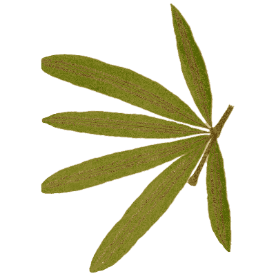 Radiating fern fronds - Ferns: British and Exotic - 1856