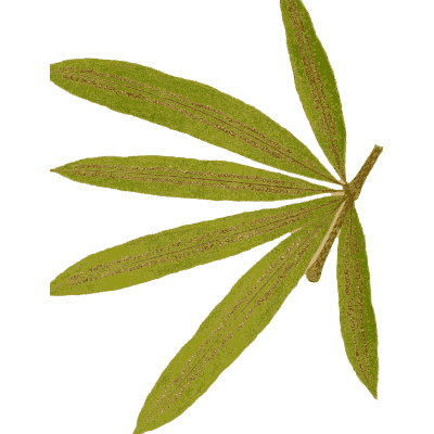 Fern frond with finger-like lobes - Ferns: British and Exotic - 1856