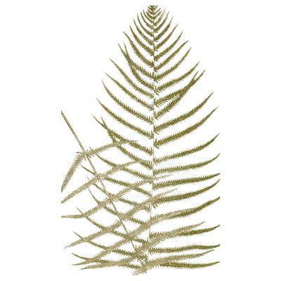 Feathery pinnate fern frond - Ferns: British and Exotic - 1856