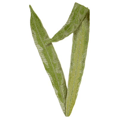 Folded strap fern fronds 02 - Ferns: British and Exotic - 1856