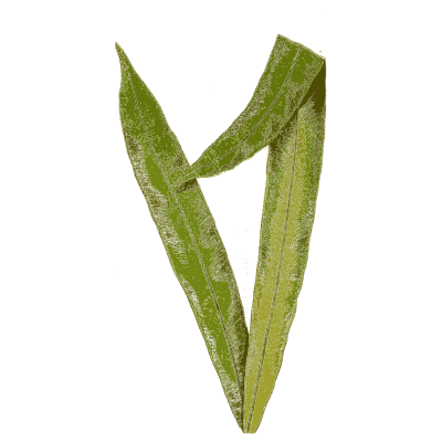 Folded strap fern fronds 01 - Ferns: British and Exotic - 1856