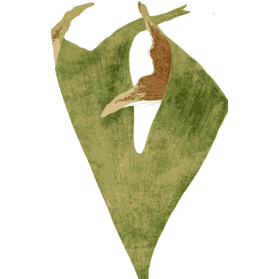 Arrow-shaped fern frond - Ferns: British and Exotic - 1856