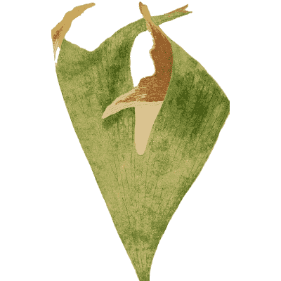 Mottled triangular fern frond - Ferns: British and Exotic - 1856