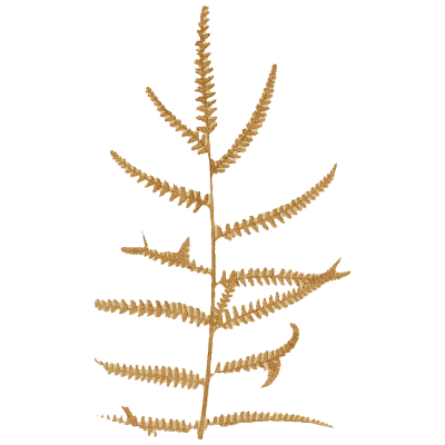 Rust pinnate fern frond - Ferns: British and Exotic - 1856