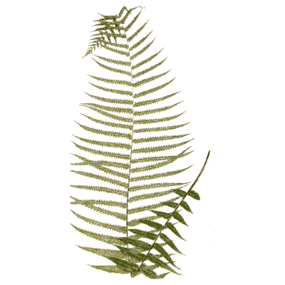Long feathery fern frond - Ferns: British and Exotic - 1856