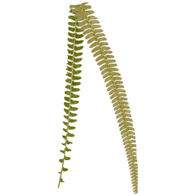 Two narrow ladder fern fronds - Ferns: British and Exotic - 1856