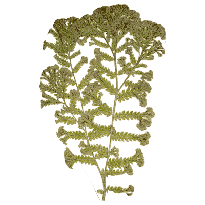 Crested fern frond - Ferns: British and Exotic - 1856