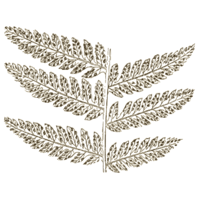 Aspidium recedens detail - Ferns: British and Exotic - 1856