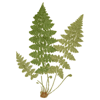Small divided fern plant - Ferns: British and Exotic - 1856