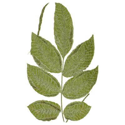 Broad-pinnate fern frond 02 - Ferns: British and Exotic - 1856
