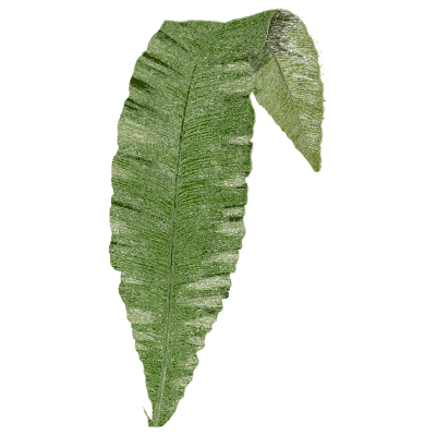Hart's-tongue style frond - Ferns: British and Exotic - 1856