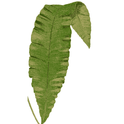 Wavy-edged dark green frond - Ferns: British and Exotic - 1856