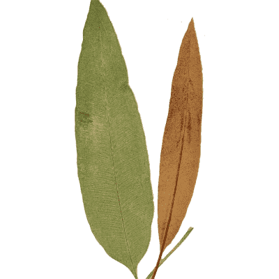 Strap-leaved fern fronds - Ferns: British and Exotic - 1856
