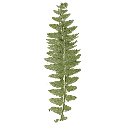 Pinnate fern frond 02 - Ferns: British and Exotic - 1856