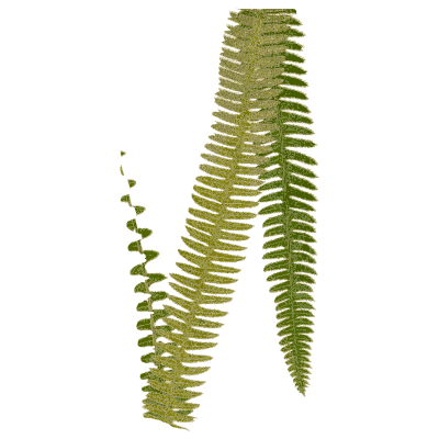 Pinnate fern fronds - Ferns: British and Exotic - 1856