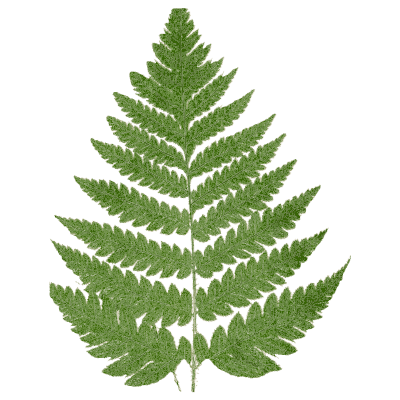 Triangular bipinnate fern frond - Ferns: British and Exotic - 1856