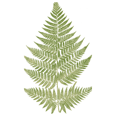 Lace fern frond - Ferns: British and Exotic - 1856