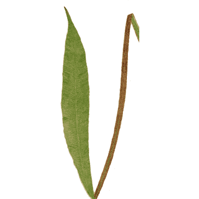 Strap fern fronds 02 - Ferns: British and Exotic - 1856